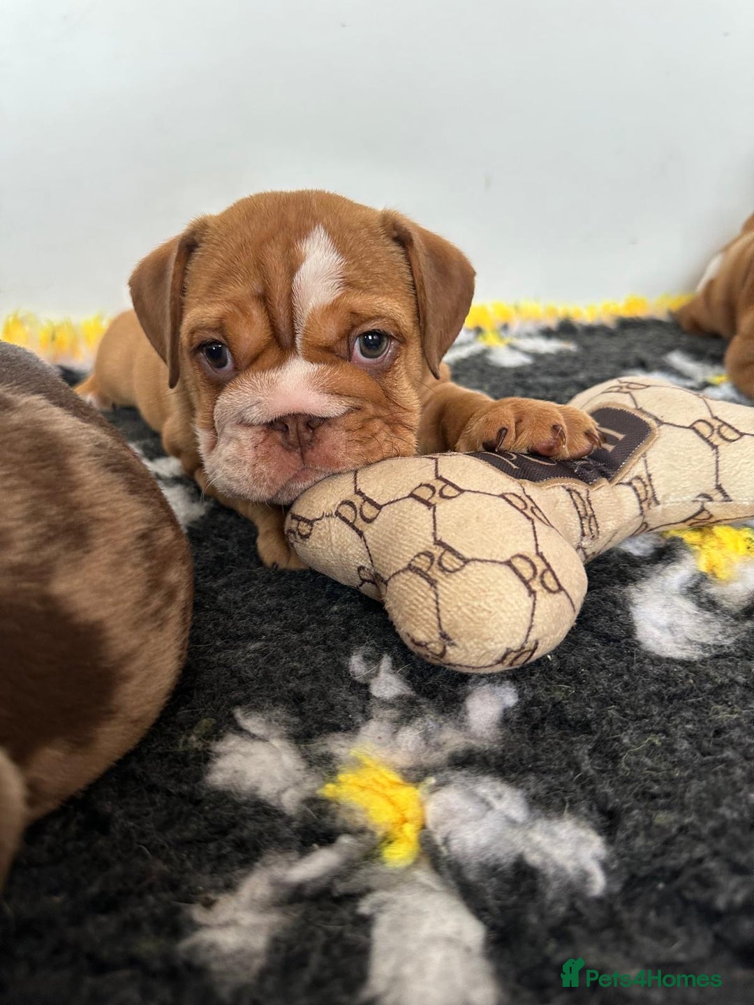 English Bulldog dogs for sale: READY TO LEAVE STUNNING ENGLISH BULLDOGS  - Image 7