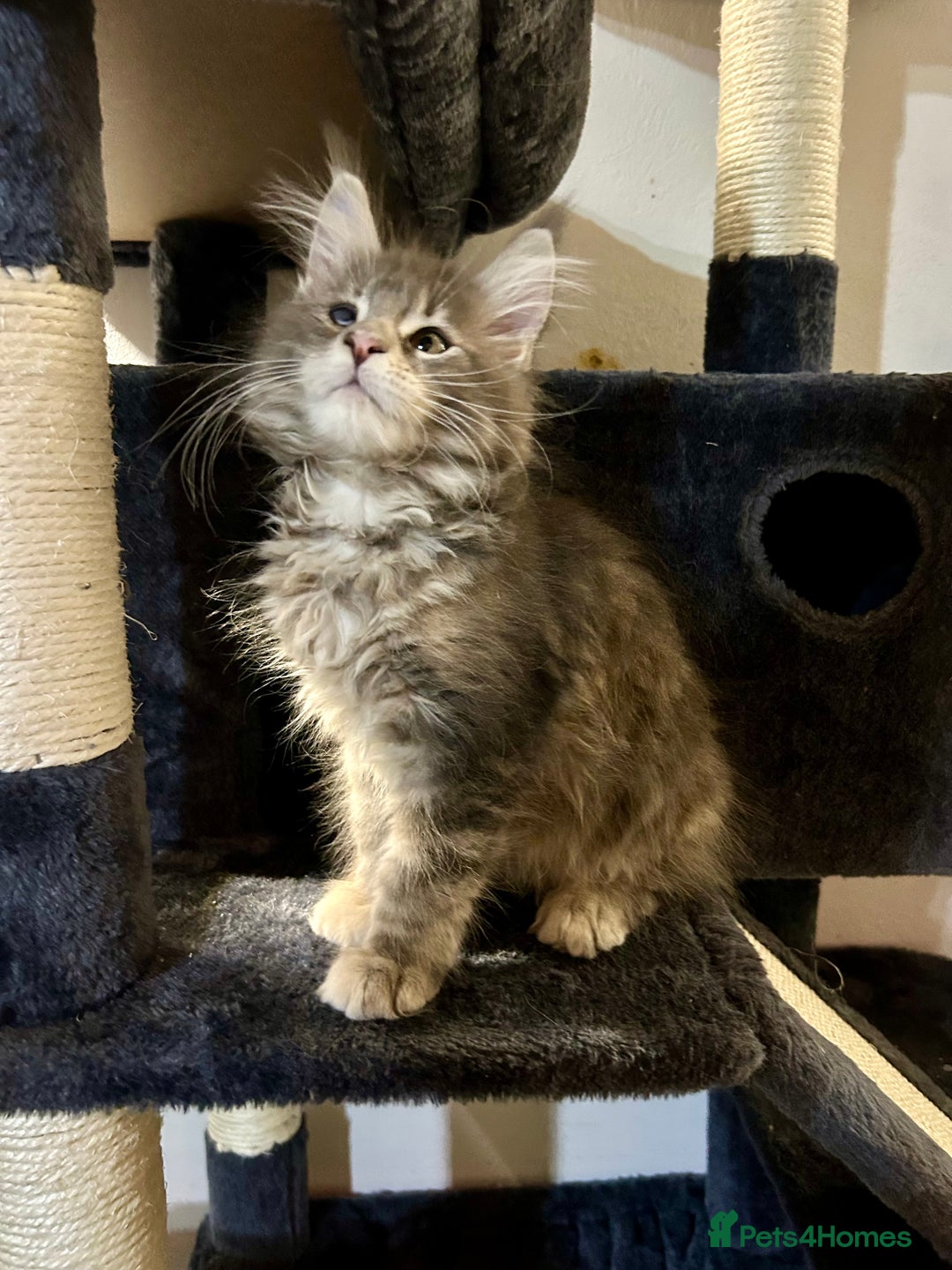 Maine Coon cats for sale: Pedigree TICA Registered Maine Coon Kittens - Image 14