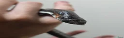 Snake reptiles for sale: Tri colour hognose snake  - Advert 7