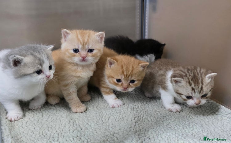 British Shorthair cats - Advert 4