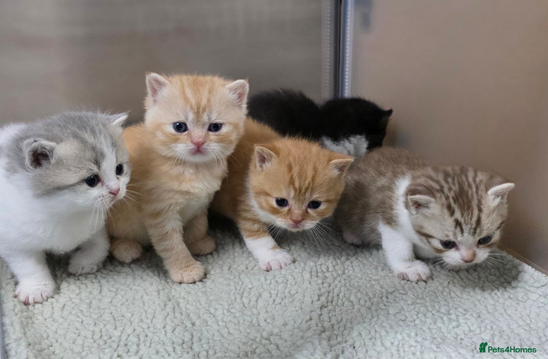 British Shorthair cats for sale: Beautiful unusual British shorthair kittens - Image 2