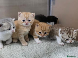 British Shorthair cats - Advert 29