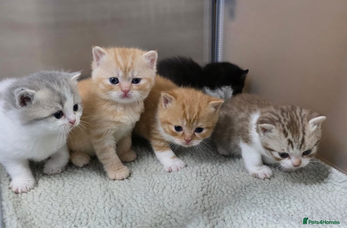 British Shorthair cats - Advert 4