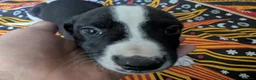 Mixed Breed dogs for sale: English pointer cross Staffordshire bull terrier - Advert 12