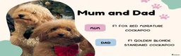 Cockapoo dogs for sale: Fox Red F2 Cockapoo Puppies - Advert 3