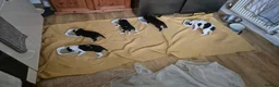 Mixed Breed dogs for sale: Colli/lurcher puppies  in Exeter - Advert 12