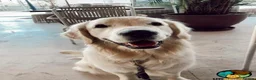 Golden Retriever dogs for sale: Sweet Rosso Looking For Forever Home in Edinburgh - Advert 2