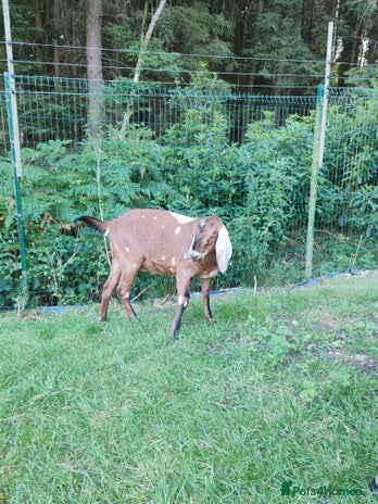 Goats livestock - Advert 5