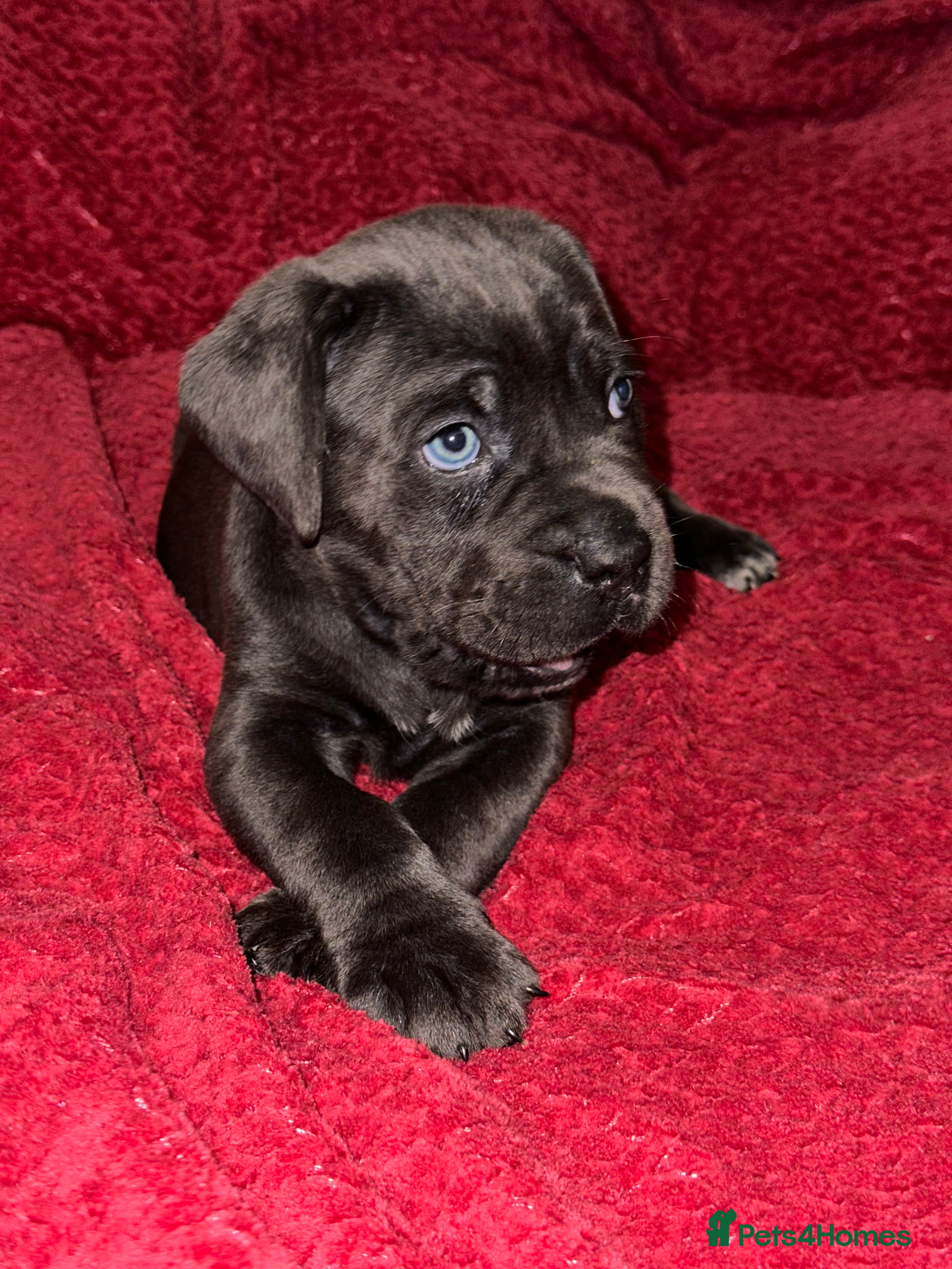 Cane Corso dogs Purebred Cane Corso FCI/IKC - Advert 1