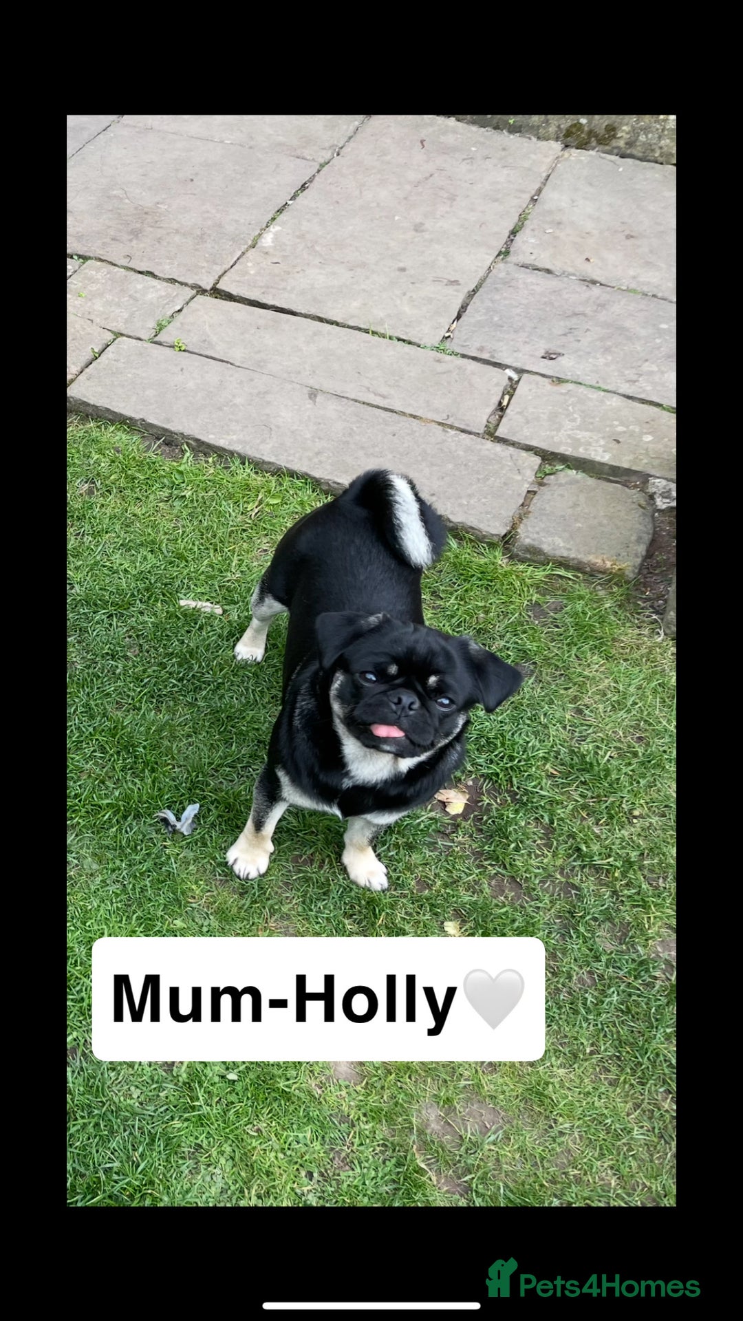 Pug dogs for sale: Stunning pug pups🤍due Oct 2025-ready 15-24th Dec - Image 9