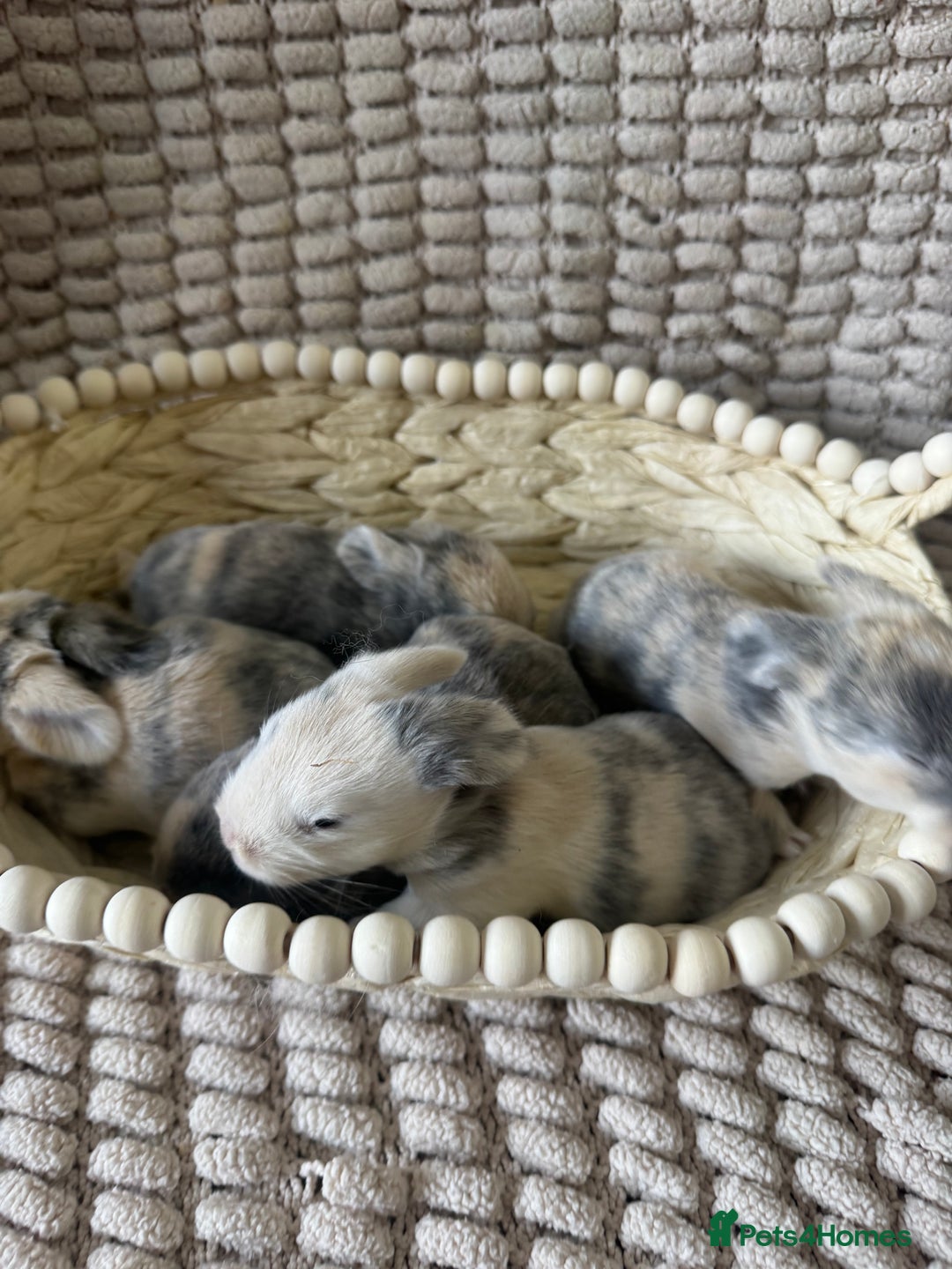 Mini Lop rabbits for sale: ✨ Beautiful Lops ✨  - Advert 15