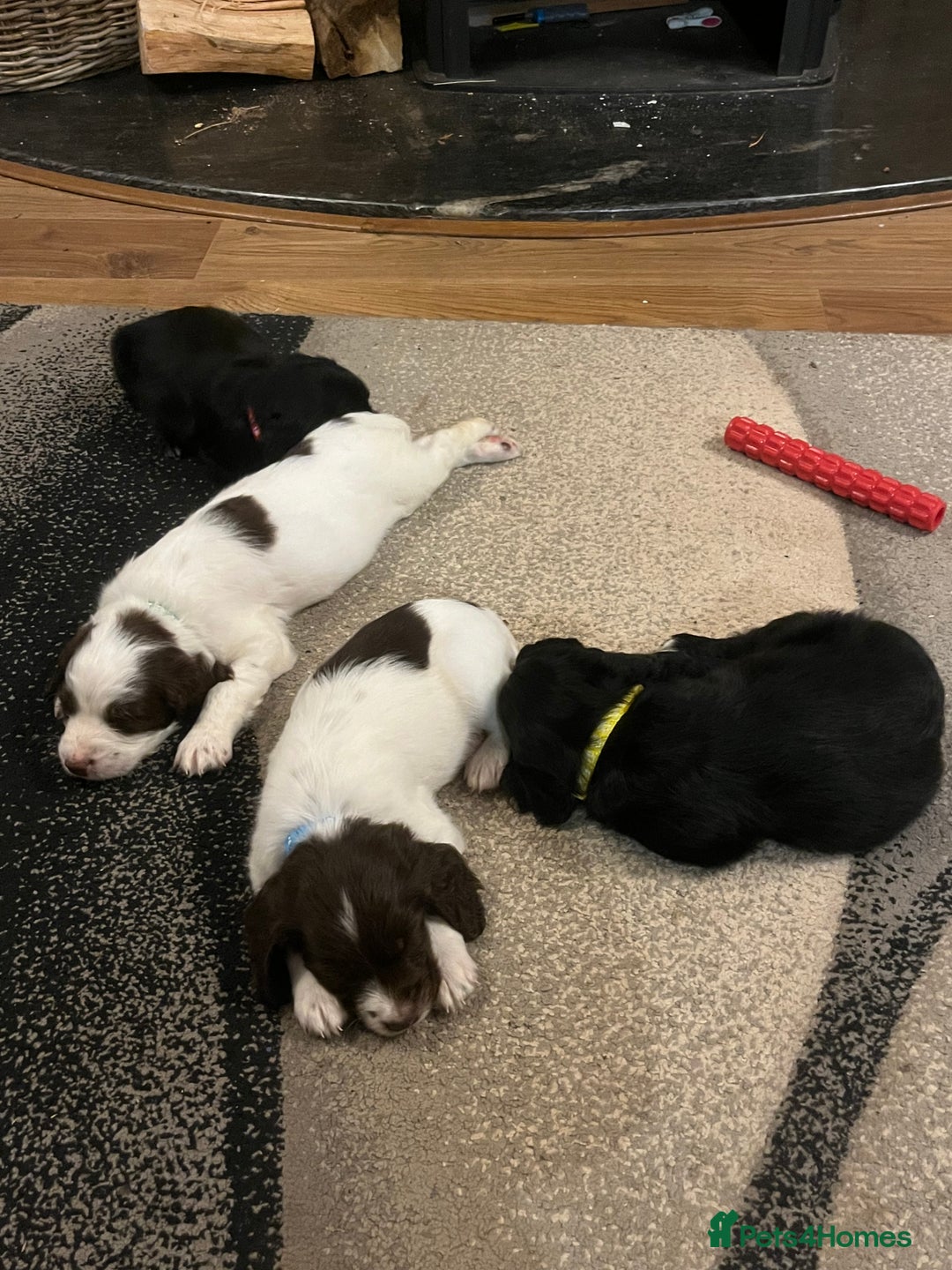 Mixed Breed dogs for sale: Flat coat retriever/spaniel x sprocker  - Advert 4