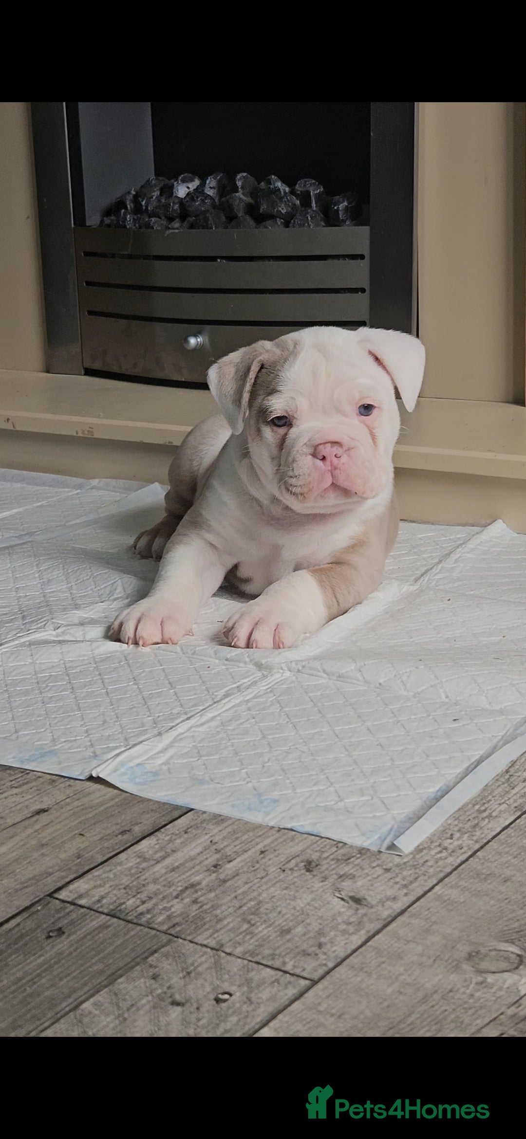 Olde English Bulldogge dogs for sale: Old english bulldog male ready 26th october - Image 3