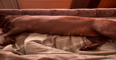 French Bulldog dogs - Advert 16