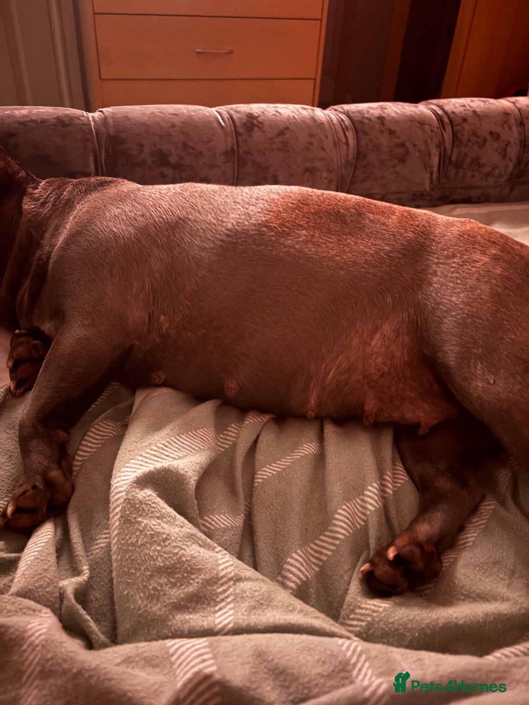French Bulldog dogs for sale: Three stunning French bulldog puppies  - Image 2