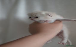 British Shorthair cats for sale: Golden Shaded Kittens WCF & TICA Registered - Image 28