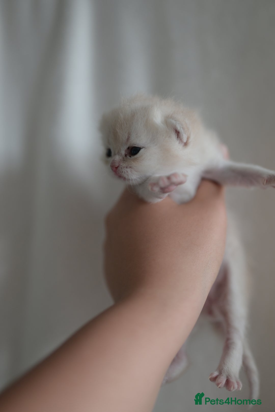 British Shorthair cats for sale: Golden Shaded Kittens WCF & TICA Registered - Image 28