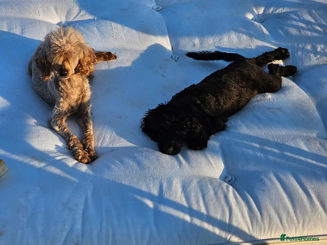 Cockapoo dogs for sale: Roxy, 1 Black girl F1B show cockapoo  - Advert 1