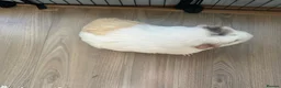 Guinea Pig rodents for sale: 2 Female Guinea pig sisters - Advert 4