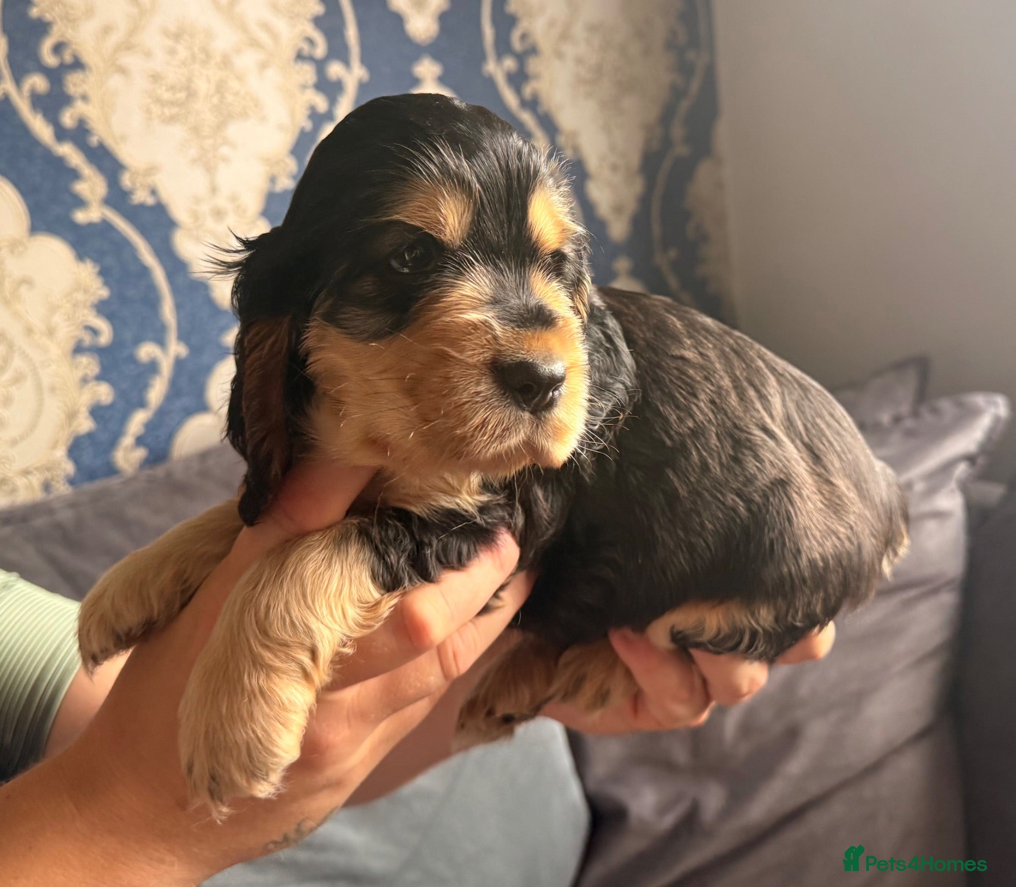 Cocker Spaniel dogs KC registered Black & Tan Sable Boy 🩵 - Advert 1