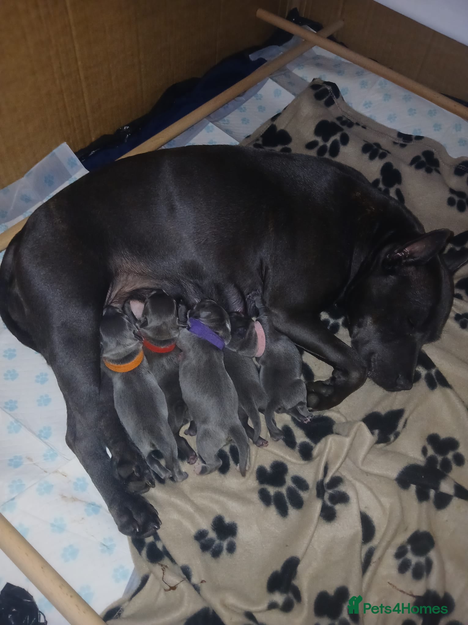 Staffordshire Bull Terrier dogs 4 Blue Staff Puppies Available  - Advert 14