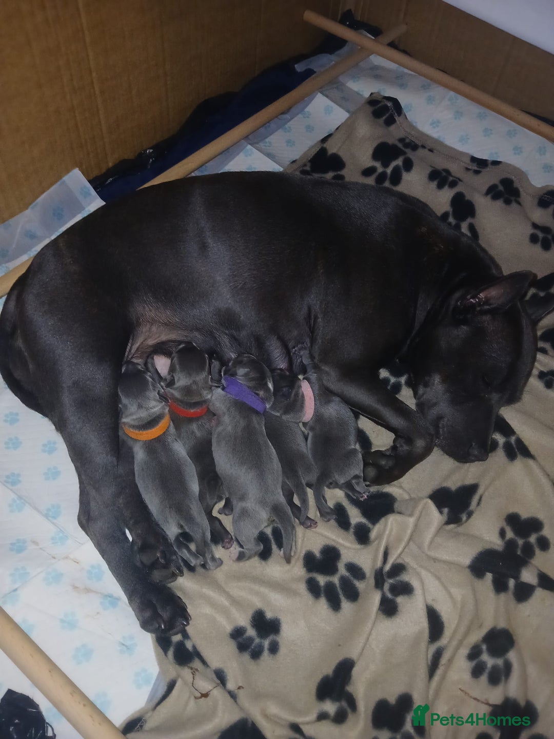 Staffordshire Bull Terrier dogs for sale: 4 Blue Staff Puppies Available  - Advert 1