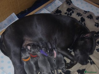 Staffordshire Bull Terrier dogs 4 Blue Staff Puppies Available - Advert 1