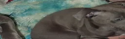 Italian Greyhound dogs for sale: Italian greyhound / whippet  - Advert 8