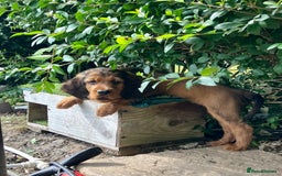 Mixed Breed dogs for sale: Beautiful setter pups Gordon/Irish  - Image 2