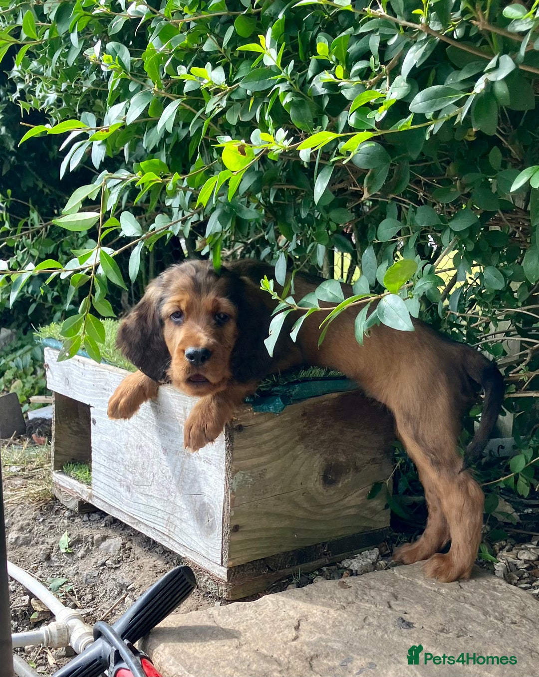 Mixed Breed dogs for sale: Beautiful setter pups Gordon/Irish  - Image 2