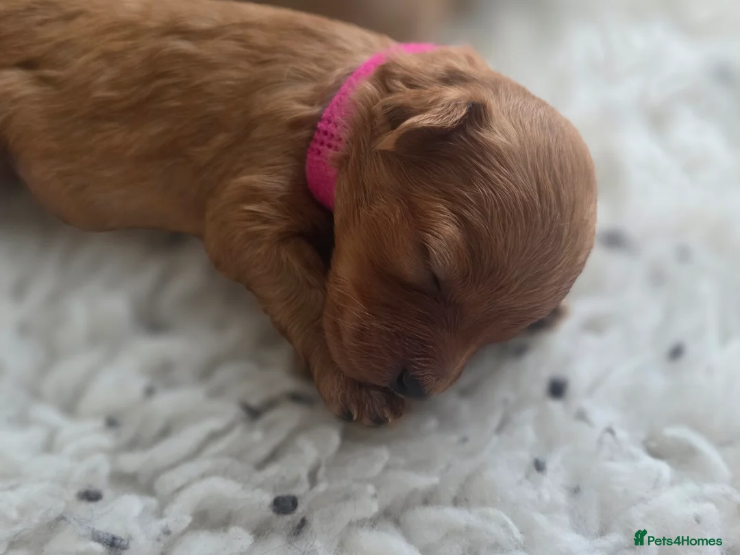 Cavapoo dogs for sale: F1B Toy Cavapoo Puppies - Advert 20