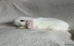 Mini Lop rabbits for sale: Mini Lops Ready To Leave Now - Image 10