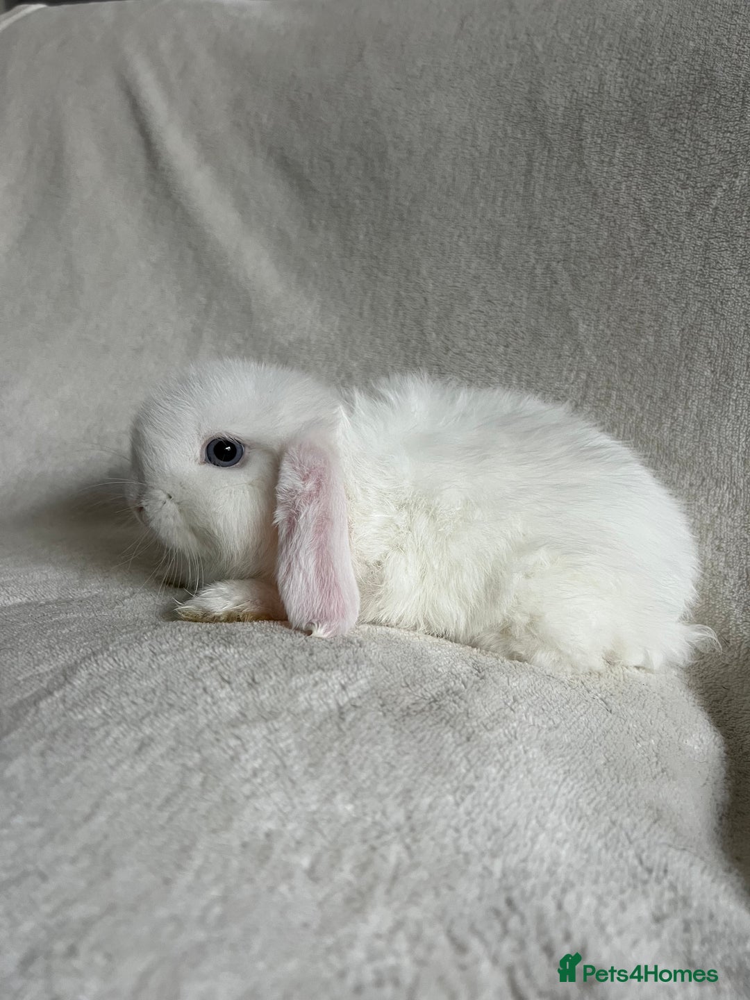 Mini Lop rabbits for sale: Mini Lops Ready To Leave Now - Image 10