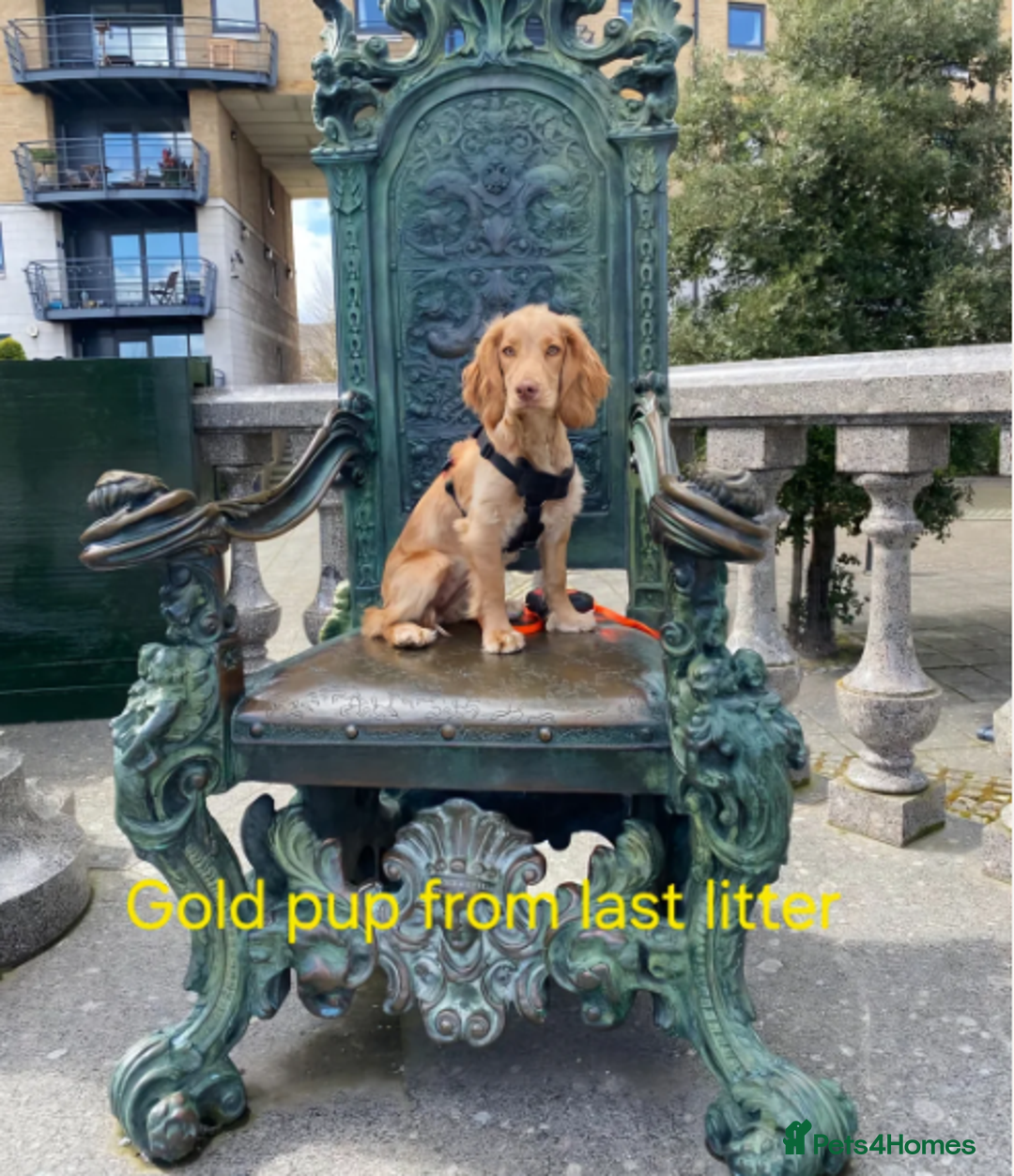 Cocker Spaniel dogs for sale: Stunning dark fox red and golden cockers - Advert 4