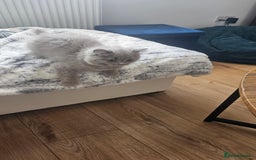 British Longhair cats for sale: British longhair last boy last girl in Watford - Image 16