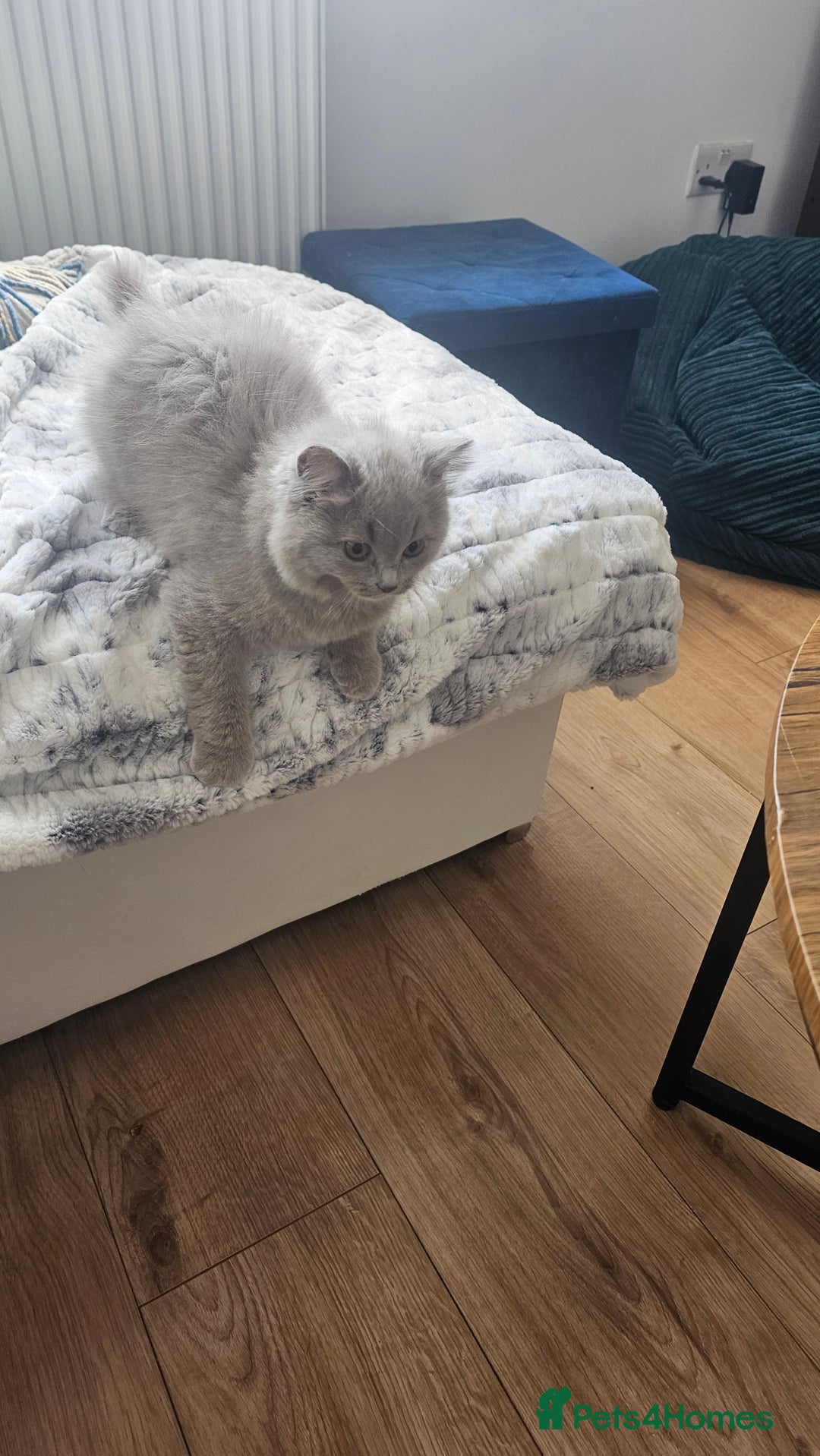 British Longhair cats for sale: British longhair last boy last girl in Watford - Image 16