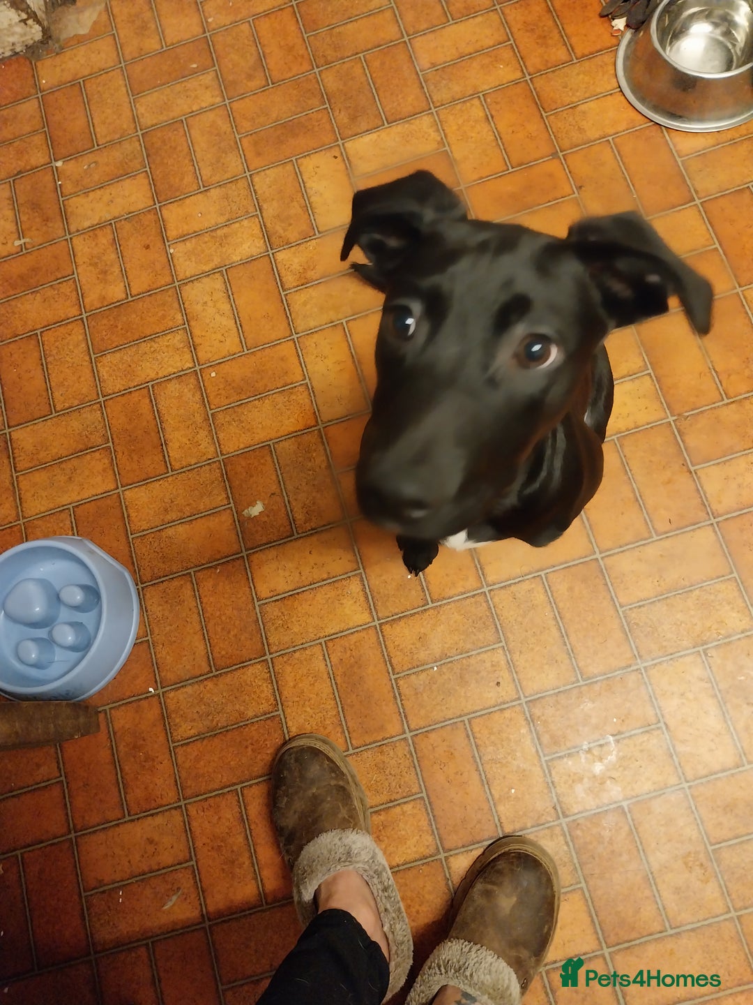 Mixed Breed dogs for sale: Springer spaniel cross lurcher  - Advert 1