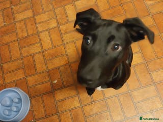 Mixed Breed dogs Springer spaniel cross lurcher - Advert 1