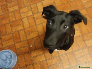 Mixed Breed dogs Springer spaniel cross lurcher - Advert 18