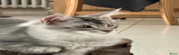 Maine Coon cats for sale: ✨ TICA Registered Maine Coon Boys ✨ - Advert 4