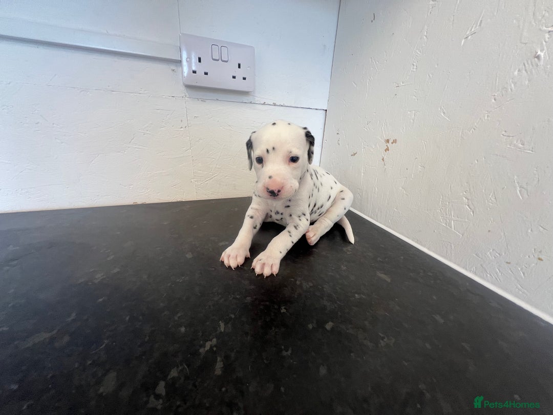 Dalmatian dogs for sale: 🐶 Stunning Dalmatian Puppies Ready 28th August 🐶 - Image 19