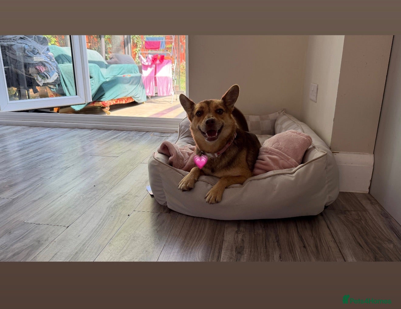 Mixed Breed dogs Tiny Ruby Needs a Dog Bestie ❤️ - Advert 1