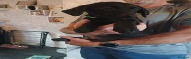 Labrador Retriever 2
