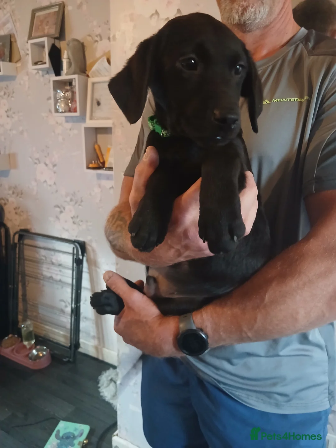 Labrador Retriever dogs for sale: 🐾💙 HANDSOME  LABRADOR RETRIEVER BOYS 💙🐾 - Advert 2