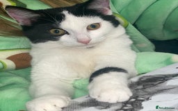 Mixed Breed cats for sale: Female 6month old cat  - Image 1