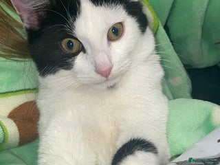 Mixed Breed cats - Advert 6