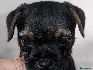 Border Terrier dogs Border Terrier pups - Advert 14
