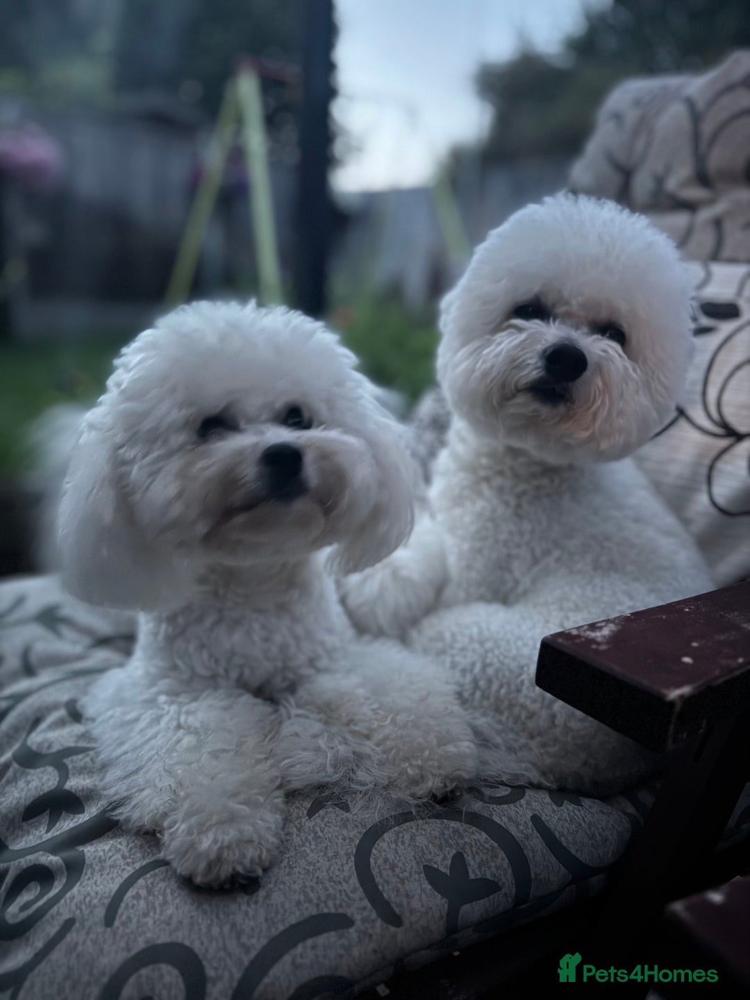 Bichon Frise dogs for sale: 🐶 Pure Bichon Frise Puppies for Sale! 🐶 - Image 1