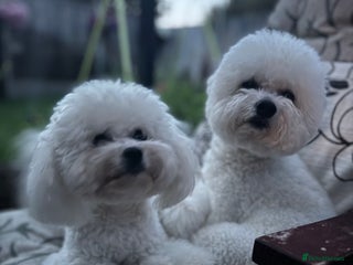Bichon Frise dogs for sale - Advert 1