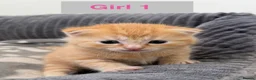 Mixed Breed cats for sale: 3 Beautiful Kittens in Mansfield  - Advert 8
